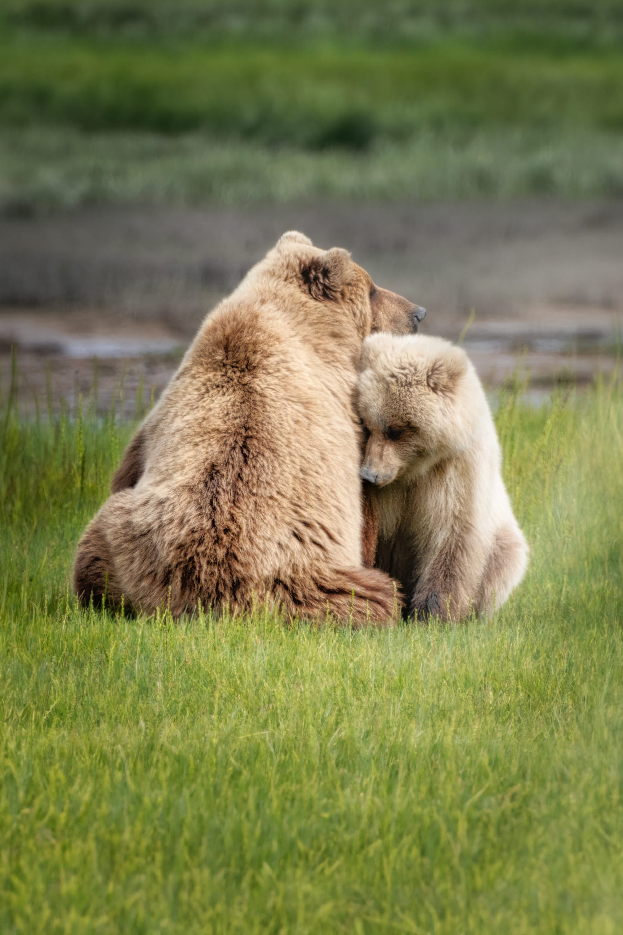 Brown bear mother and cub in Lake Clark National Park Alaska demonstrating wildlife photography approach